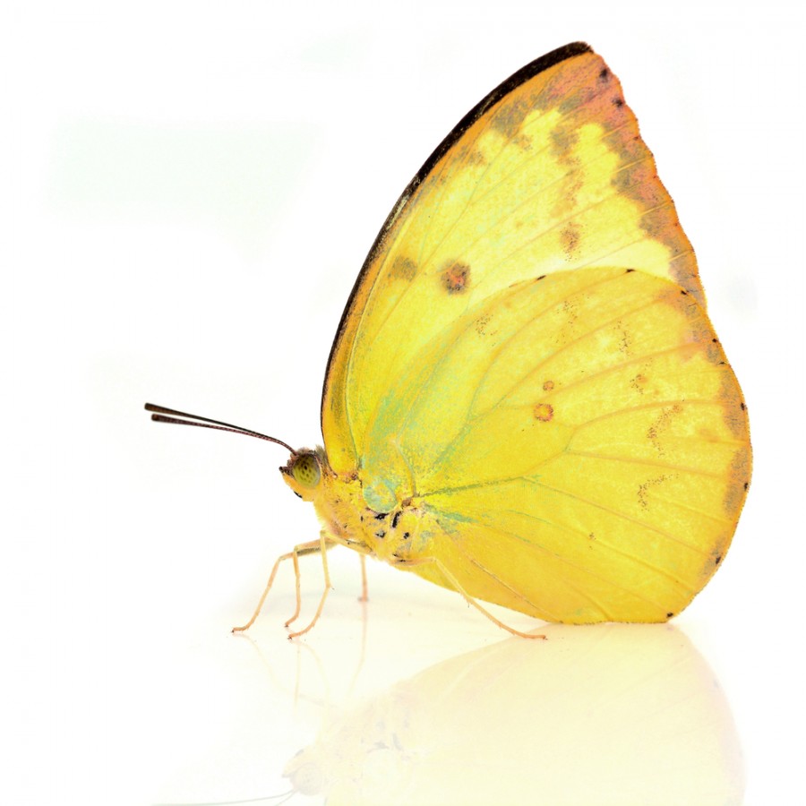 Quelle est la durée de vie maximale d'un papillon ?