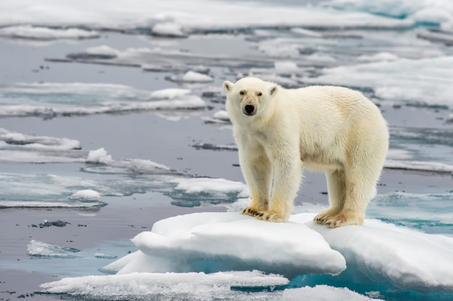 Qu’est-ce qui menace les ours polaires ?