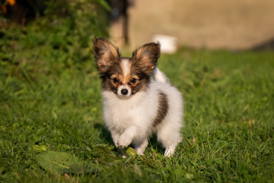 C'est quoi un chihuahua papillon ?