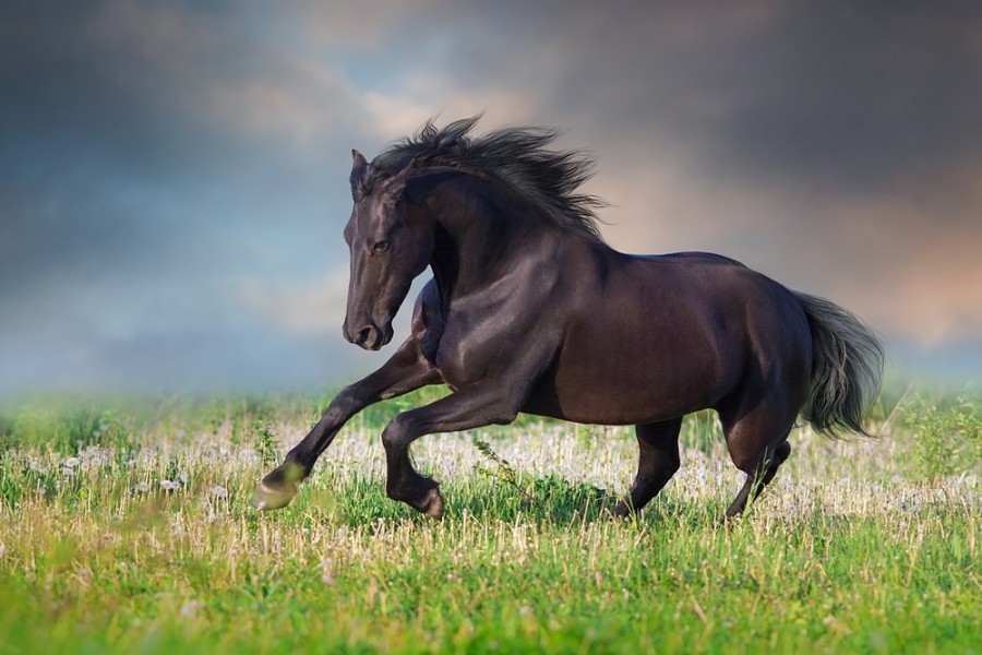Chevaux sauvages : une légende ? Chevaux sauvages : une légende ?