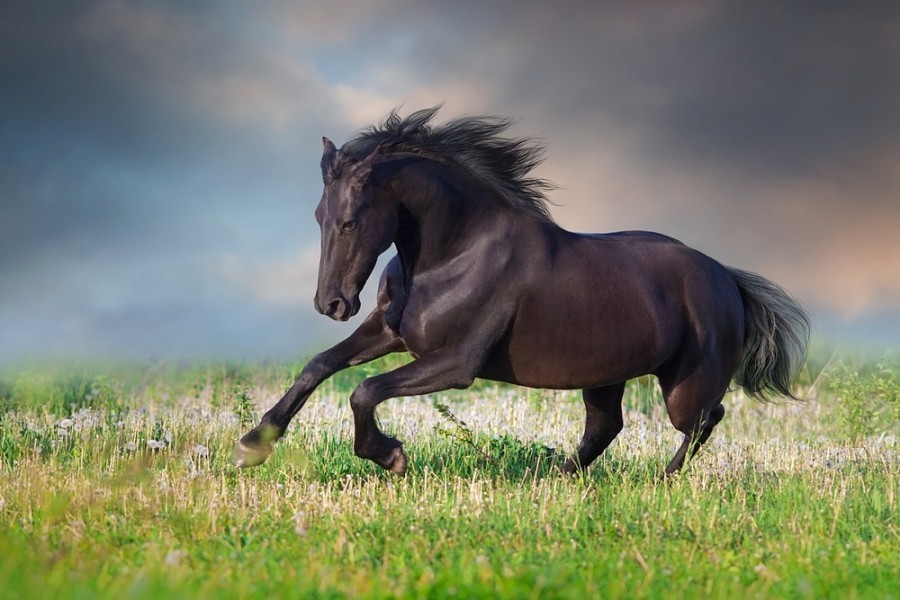 Chevaux sauvages : une légende ?