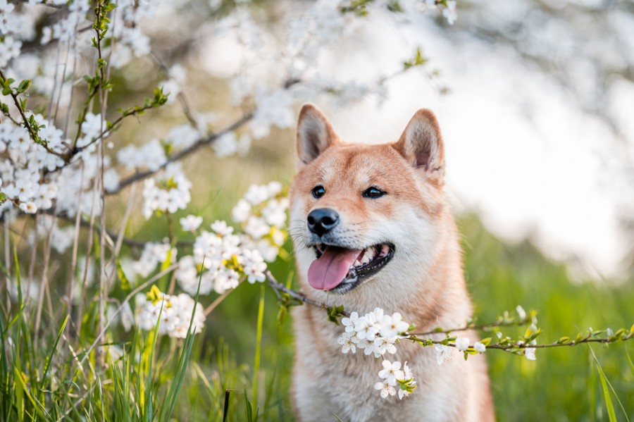 Chien moyenne taille et rare : une combinaison recherchée