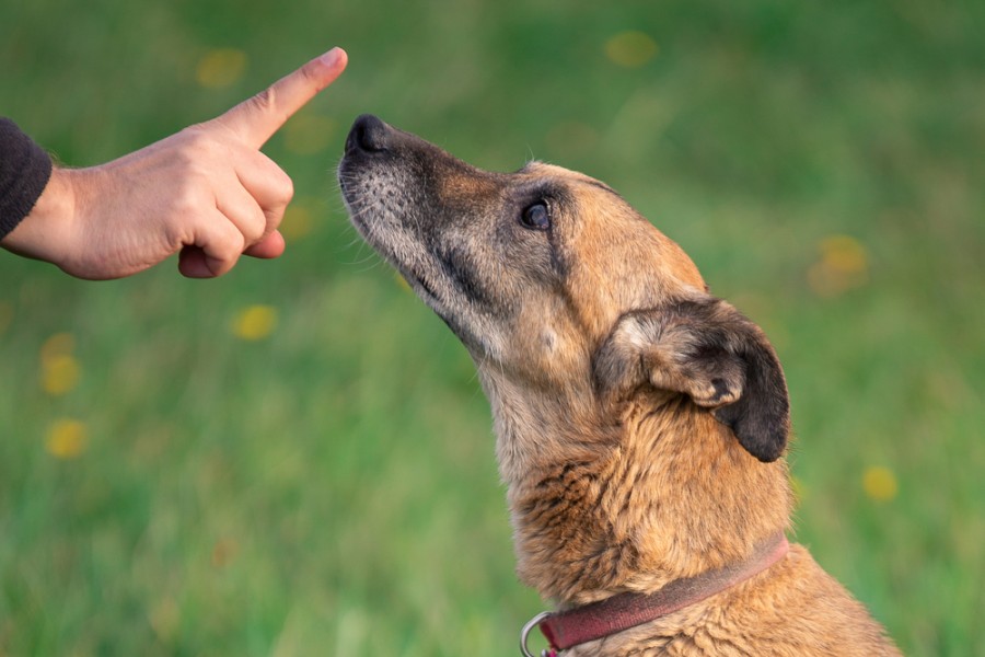 Comment devenir éducateur canin sans diplôme ?