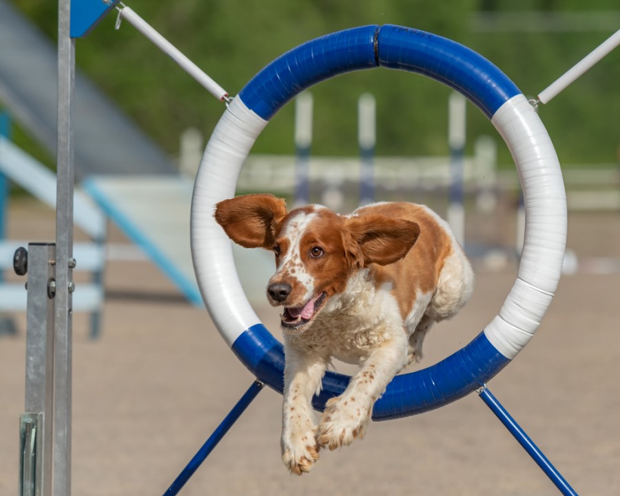 Comment dresser un chien Springer Spaniel ?