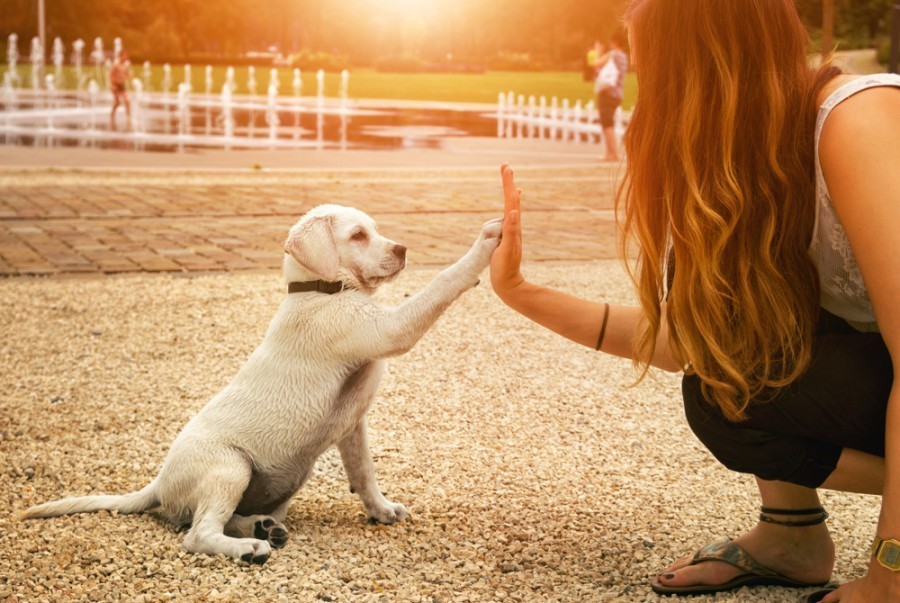 Comment éduquer un chiot labrador?