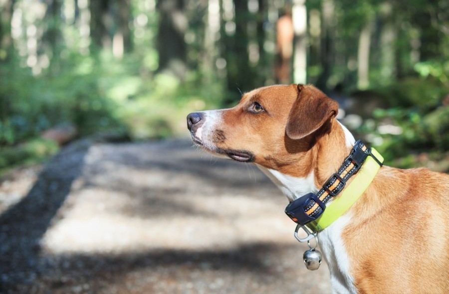 Comment fonctionne un collier de rappel pour chien ?