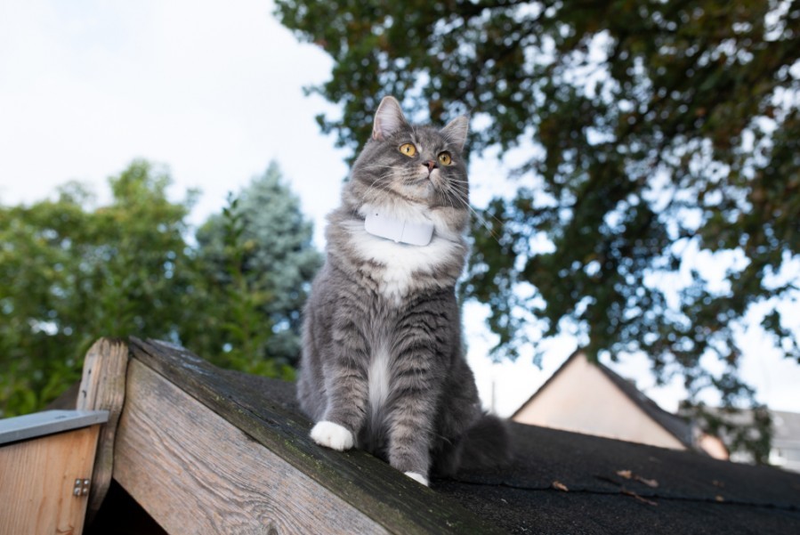 Comment installer et utiliser un collier chat GPS ?