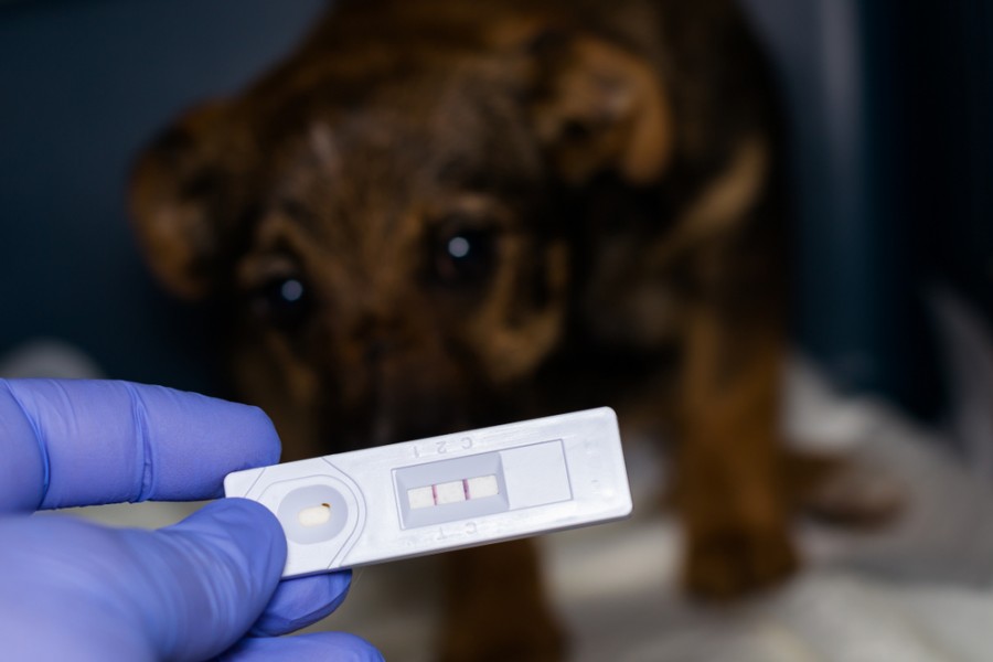 Comment le chien attrape le parvovirus ?