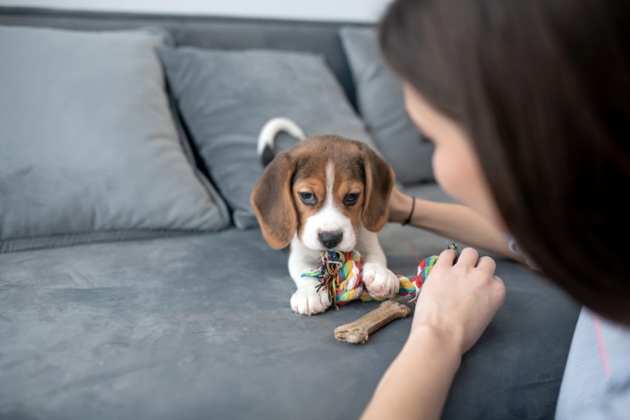 Comment préparer l'éducation de son chiot ?