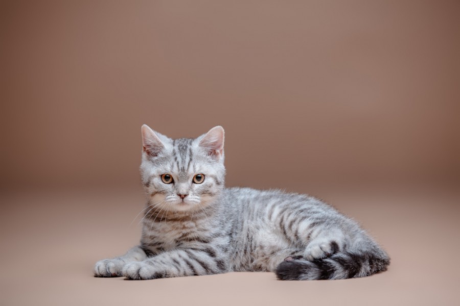 Comment reconnaître un chat gris tigré de race pure ?