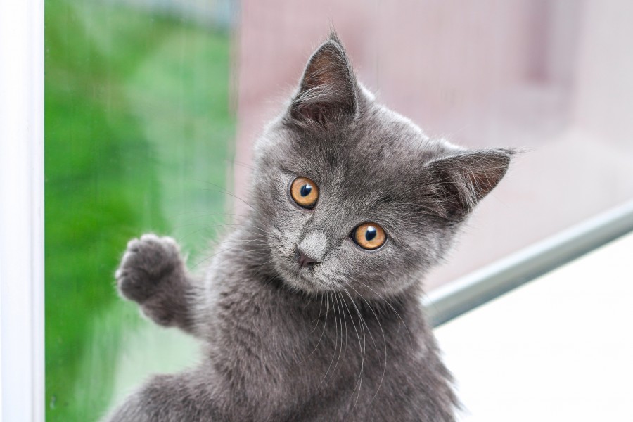 Comment reconnaître un chaton Chartreux pur race ?