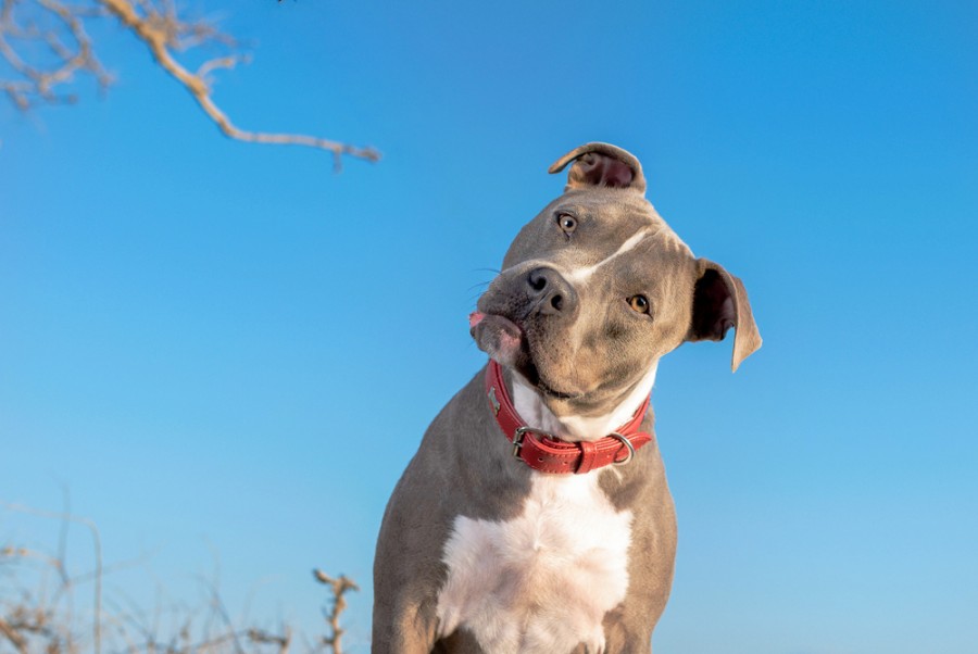 Comment se passe une diagnose chien ?