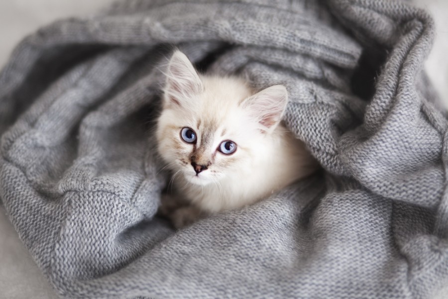 Est-ce que le chat de Sibérie perd ses poils ?