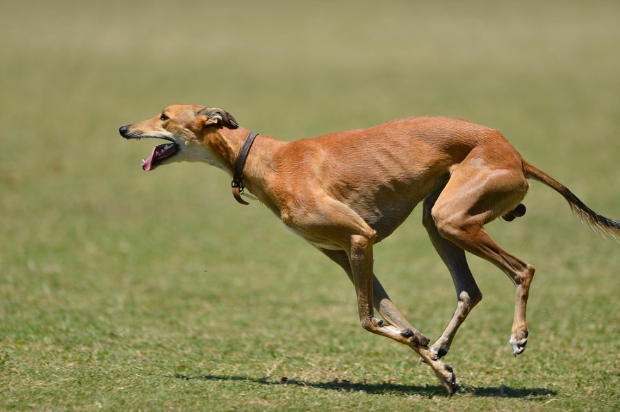 Est-ce que le lévrier est un chien de chasse ?