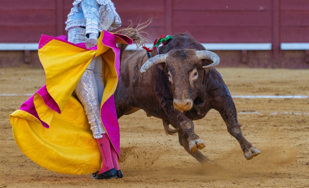 Est-ce que le taureau souffre lors de la corrida ?