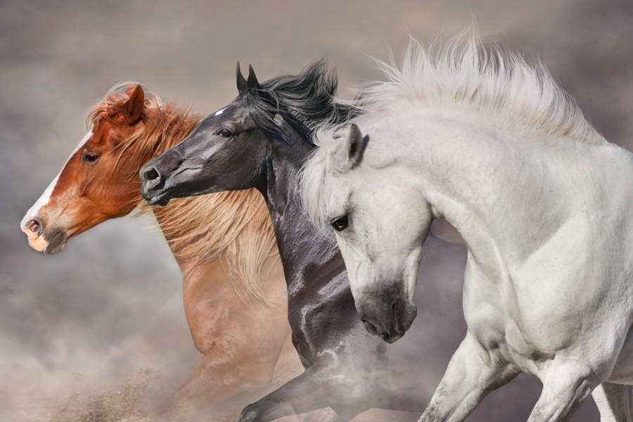 Est-ce qu'il existe des chevaux sauvages ? Est-ce qu'il existe des chevaux sauvages ?