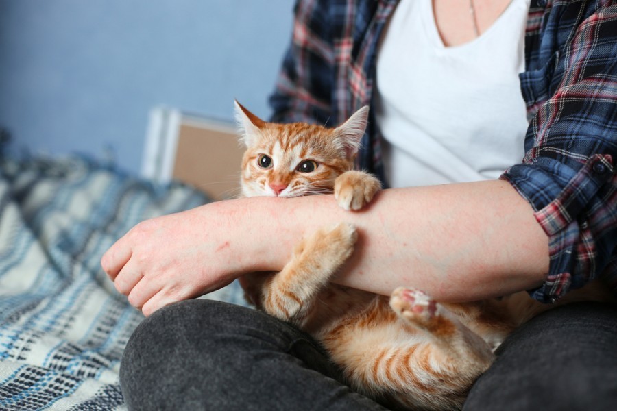 Les bienfaits d'avoir un petit chat à la maison