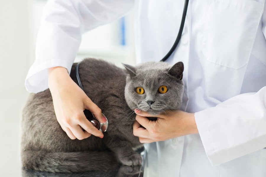 Les bons gestes à adopter lorsqu'un chat est malade.