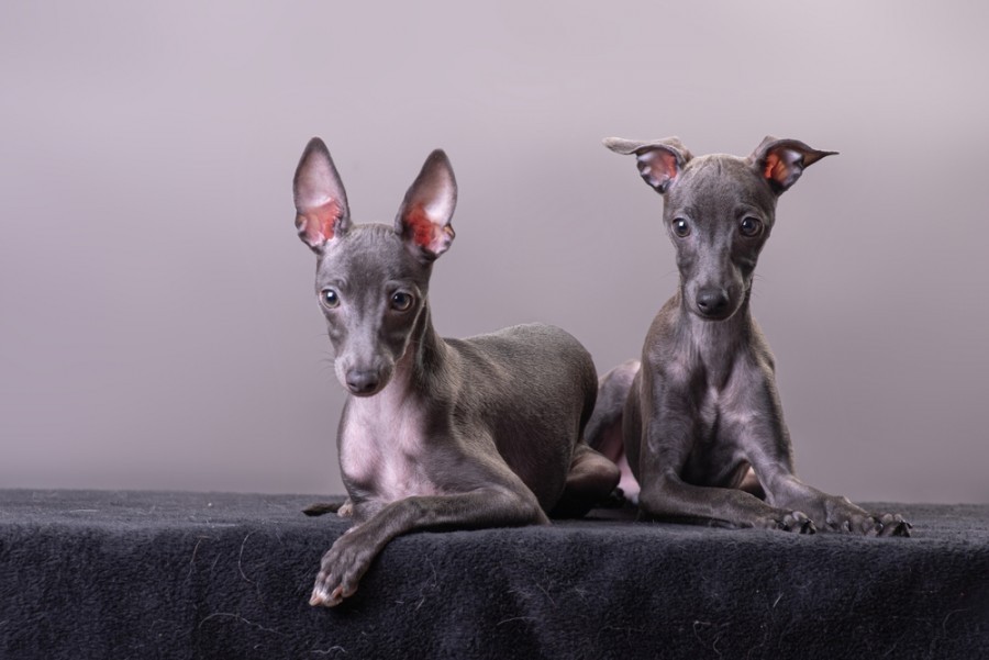 Les races de lévrier chien.