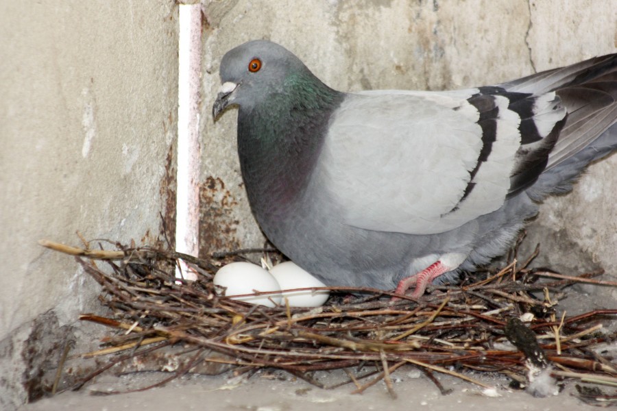 Où nichent les pigeons ? Où nichent les pigeons ?