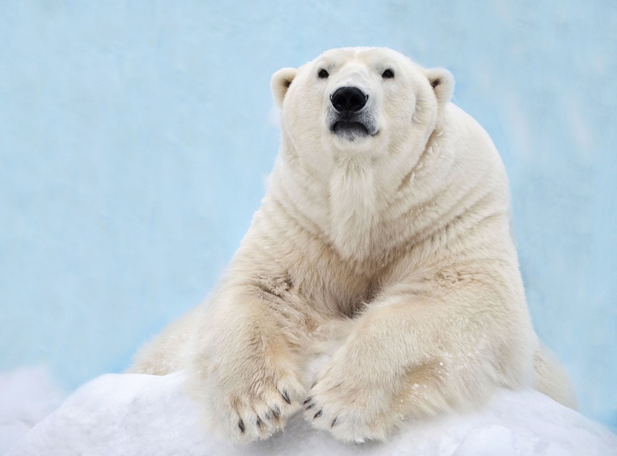 Où se trouvent les ours polaires ?