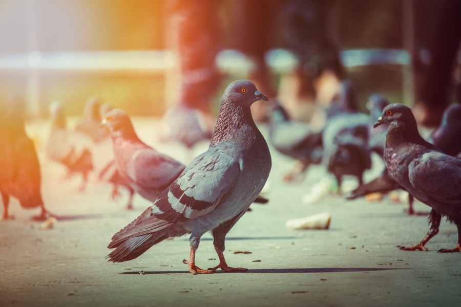 Pourquoi les pigeons reviennent toujours ? Pourquoi les pigeons reviennent toujours ?