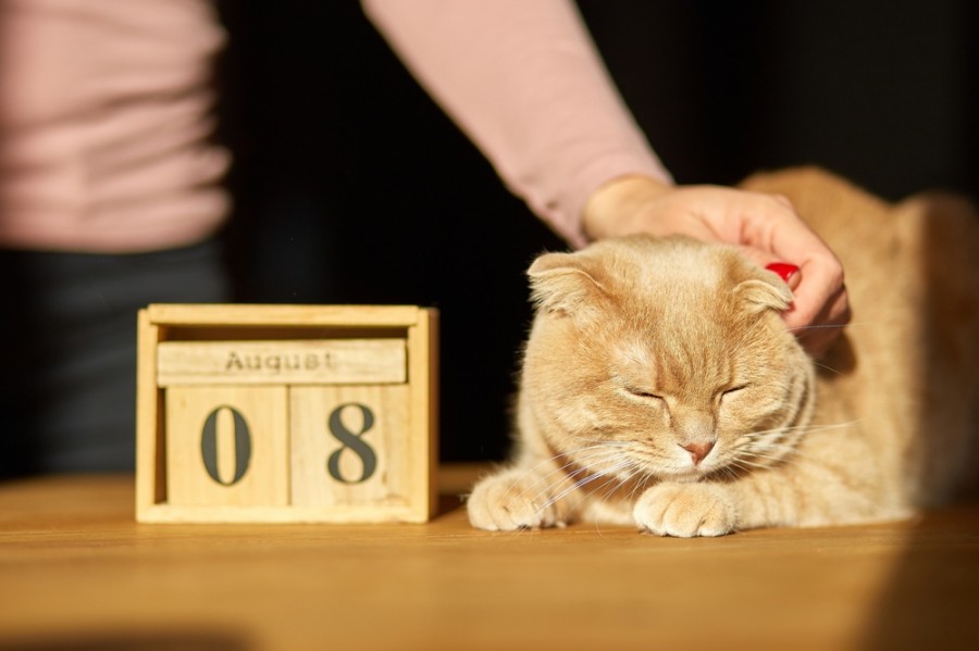 Pourquoi une journée internationale du chat ?