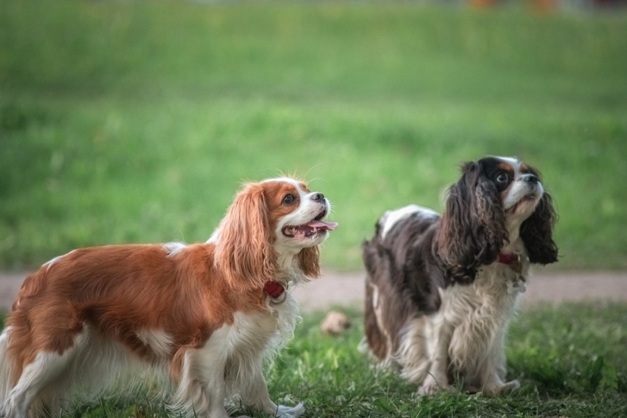 Quand un Cavalier King Charles atteint sa taille adulte ?