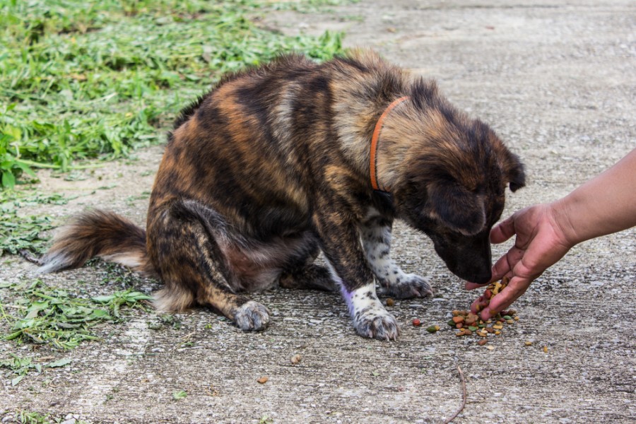 Que faire quand on trouve un chien errant ?