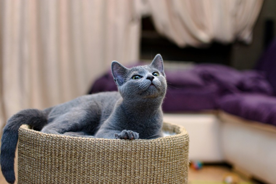 Que faut-il savoir sur le chat bleu de Russie ?