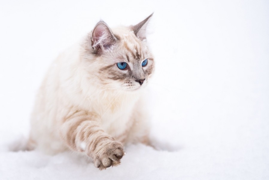 Que savoir sur les chats sibériens ?