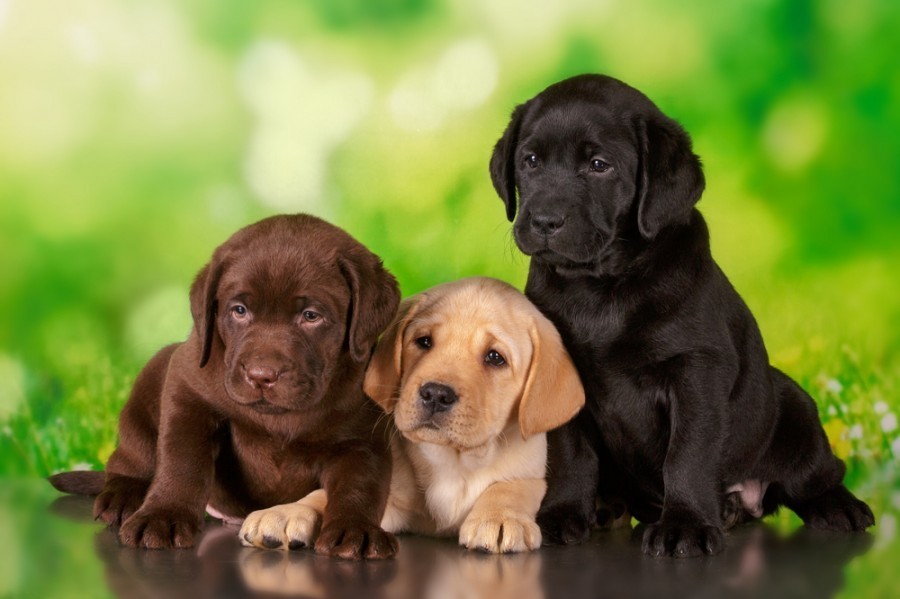 Quel est le prix d'un bébé labrador ?