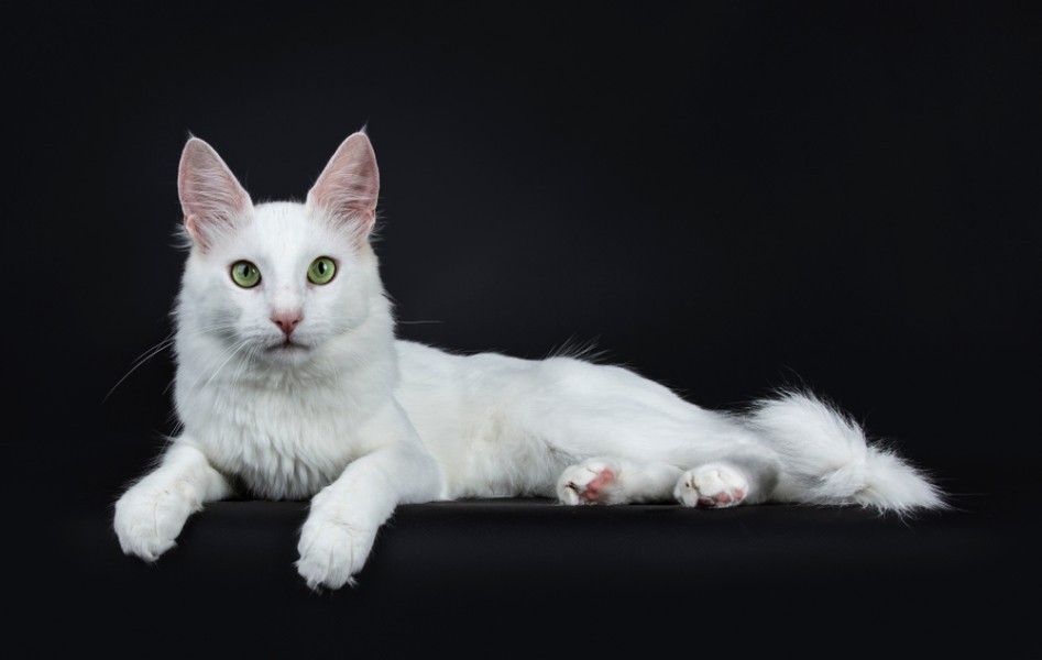 Quel est le prix d'un chat angora turc ?
