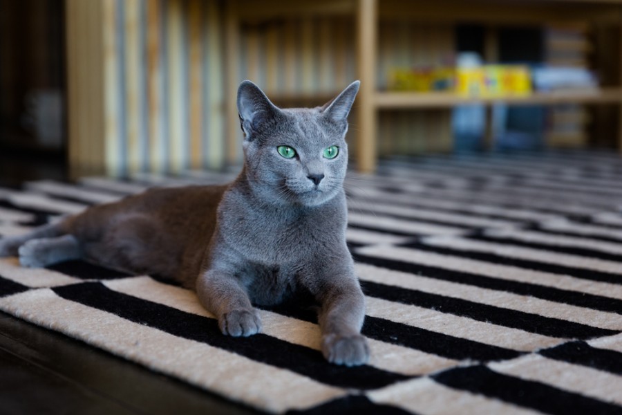 Quel est le prix d'un chat bleu russe ?