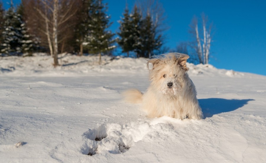 Quel est le prix d'un chien coton ?