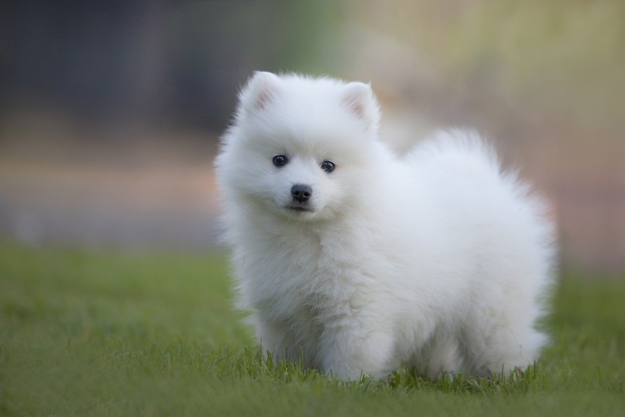 Quel est le prix d'un Spitz nain blanc ?