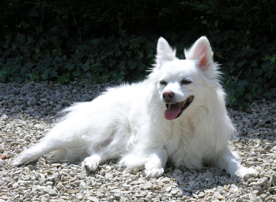 Quelle est la différence entre un Spitz et un Loulou de Poméranie ?