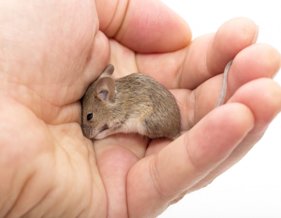 Quelle est la durée de vie d'une souris domestique ?