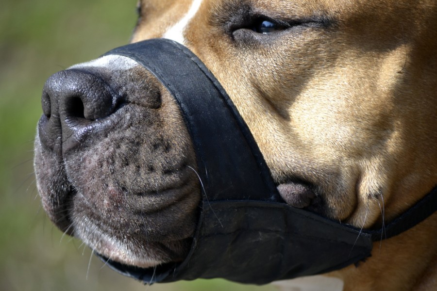 Quelle est la meilleure muselière pour un chien ?