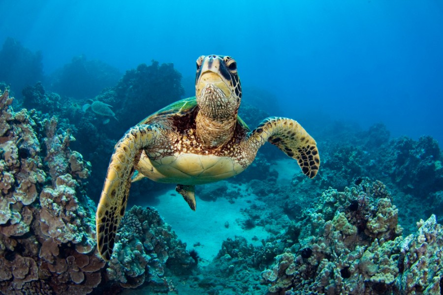 Quelle est l'espérance de vie d'une tortue des Galapagos ?