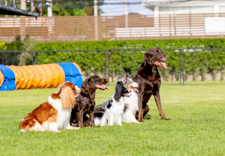 Quelle formation pour devenir comportementaliste canin ?