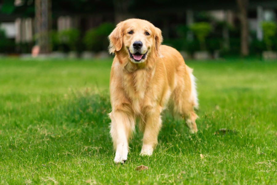 Quelle race de chien de taille moyenne et calme ?