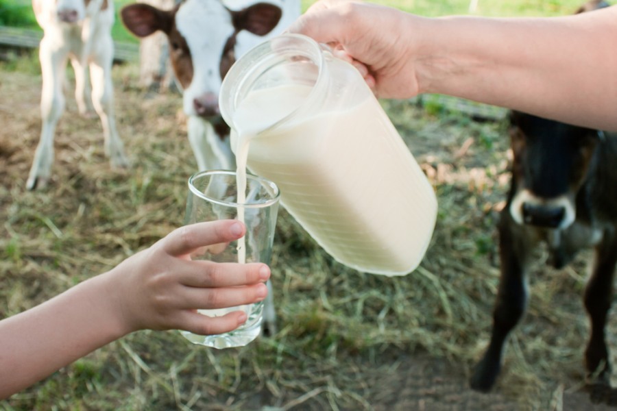 Quelle race de vache produit du lait ?