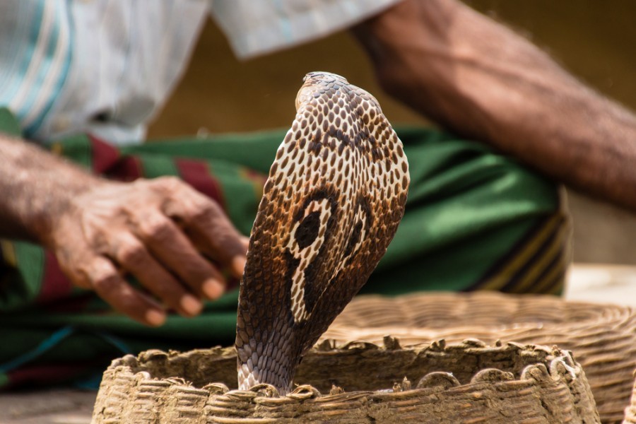 Quelles conséquences pour les serpents ?