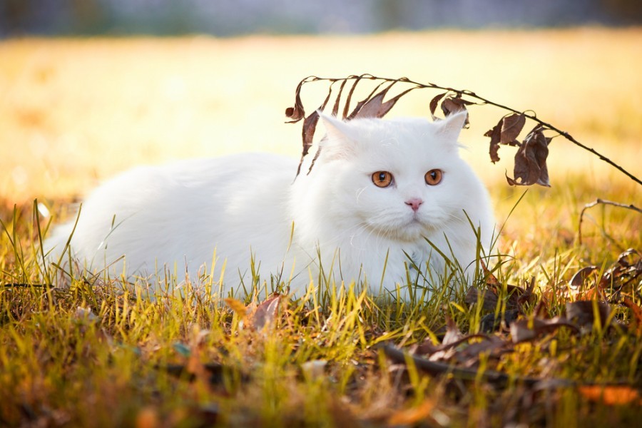 Quelles sont les choses à savoir sur le chat turc angora ?