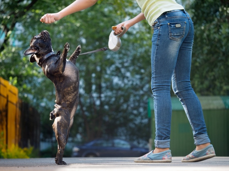 Quelles sont les matières enseignées dans une école de soigneur animalier ?