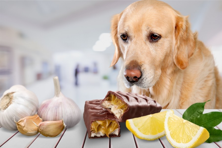Quels sont les aliments interdits aux chiens ?