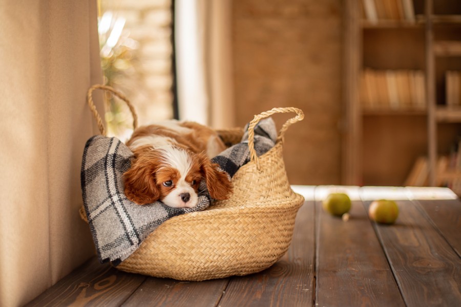 Quels sont les autres traits de caractère d'un Cavalier King Charles ?