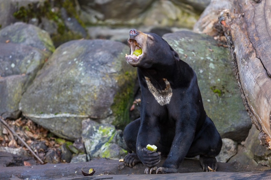 Quels sont les dangers qui pèsent sur l'ours malais ?