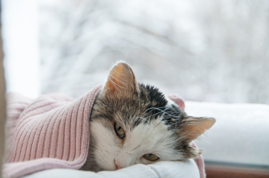 Quels sont les symptômes d'un chat atteint du FIV.